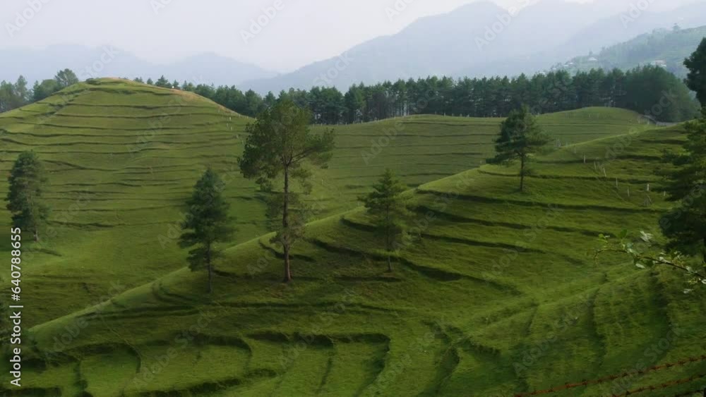 Few trees on a green hill with layers, meadow and grass Few trees on a green hill with layers, meadow and grass