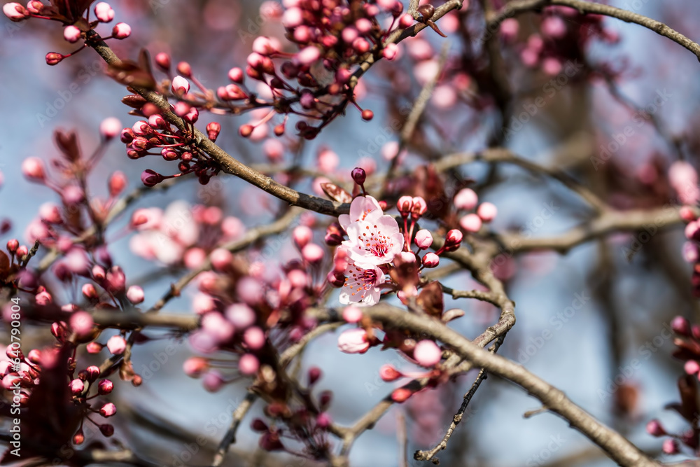 The fruits blossom in spring. The fruits blossom in spring.