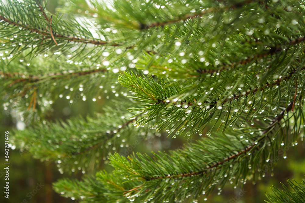 wet pine branch after the rain