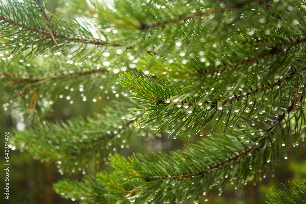 wet pine branch after the rain wet pine branch after the rain