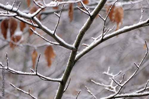 Zweig im Winter © Fotolyse