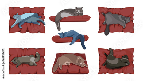 set of sleeping cats on white background