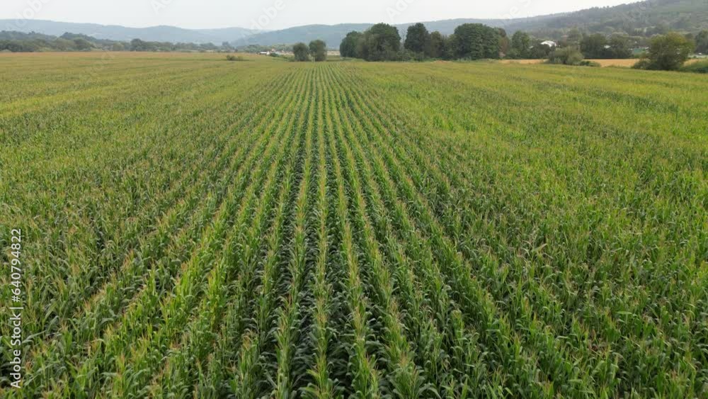 A view of the cornfields in late summer 