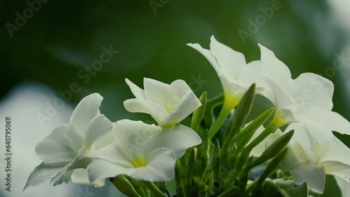 white flowers in the garden photo