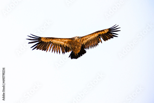 Griffon Vulture or Gyps fulvus in flight.