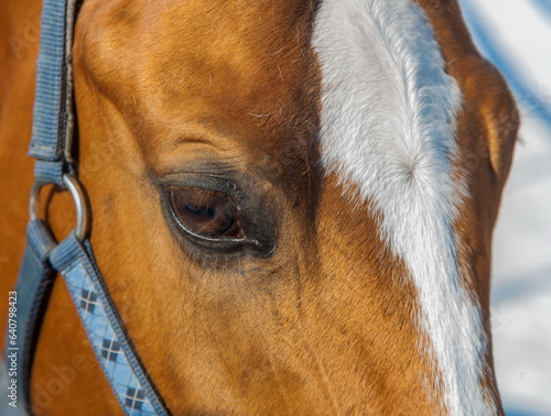Head of a red horse in harness close-up in winter