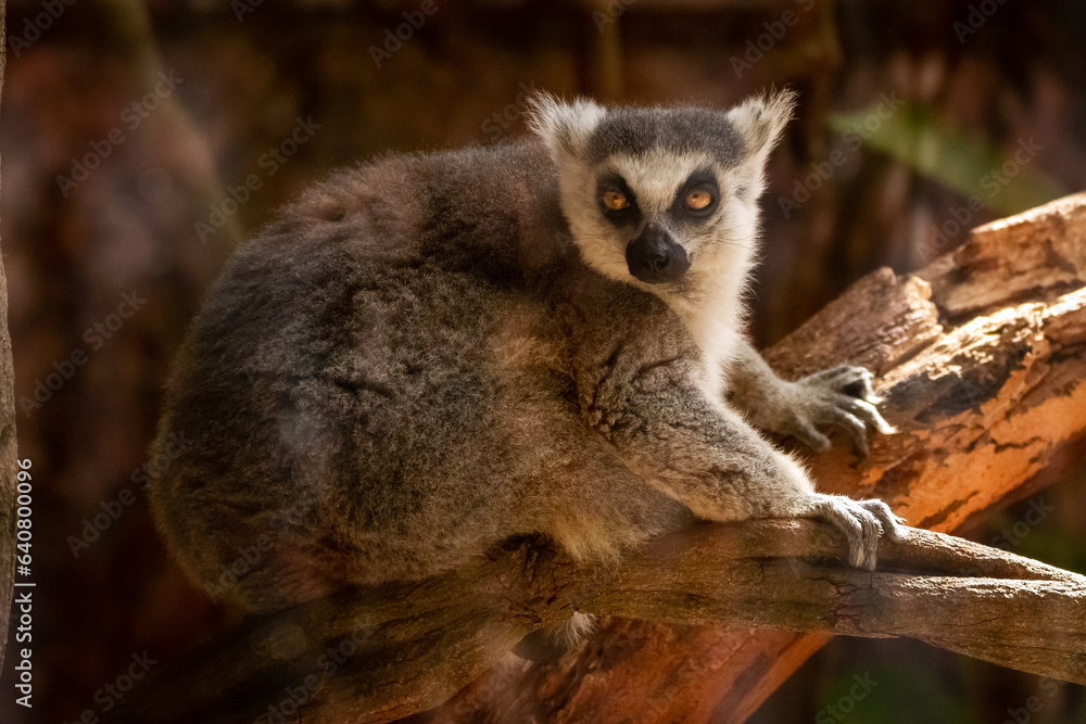 Naklejka premium lemur on tree