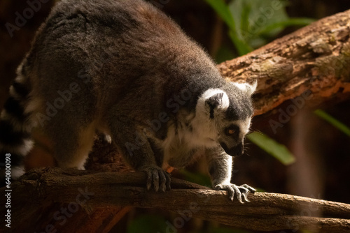 lemur on tree