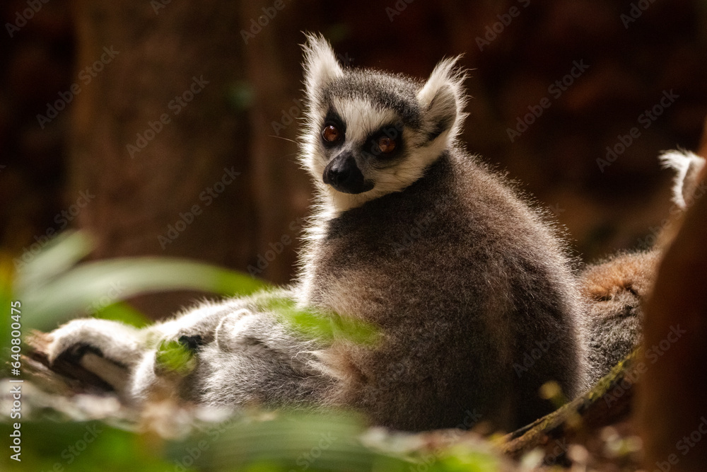 Obraz premium ring lemur