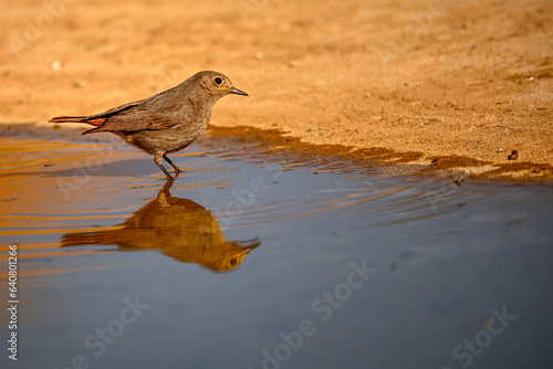 Black Redstart or Phoenicurus ochruros, reflected in the spring water. © Agustin
