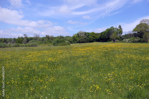 Loewenzahnwiese bei Berzhahn im Westerwald