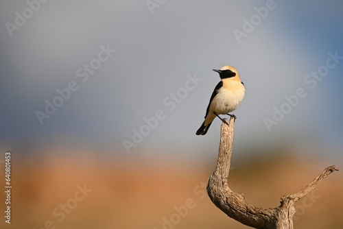 Tableau sur toile Black-throated Wheatear or Oenanthe oenanthe, perched on a twig.