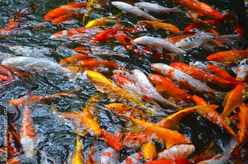Koi fish swimming in the pond