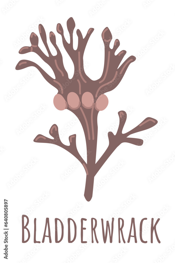 Bladderwrack vector illustration. Black tang seaweed. Edible algae isolated on white background. Bladderwrack vector illustration. Black tang seaweed. Edible algae isolated on white background.
