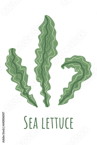 Sea lettuce edible seaweed. Algae leafs isolated on white background. Sea food element. Green nori illustration.