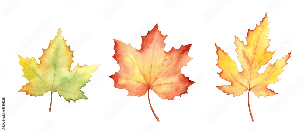 Fototapeta premium Fall leaves isolated on white background. Watercolor illustration.