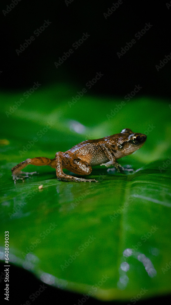 Obraz premium Tiny frog moving