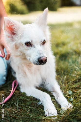 Close up photo photo of happy white fluffy dog lying on the lawn. Adoption, rescued, shelter, companion, pet, best friend. © My Ocean studio