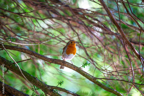 Canvas Print Robin Red Breast (Erithacus rubecula) in Dublin, Ireland