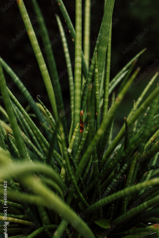 Tropical indoor flower in a pot. Diseases of indoor plants, yellowed leaves Tropical indoor flower in a pot. Diseases of indoor plants, yellowed leaves