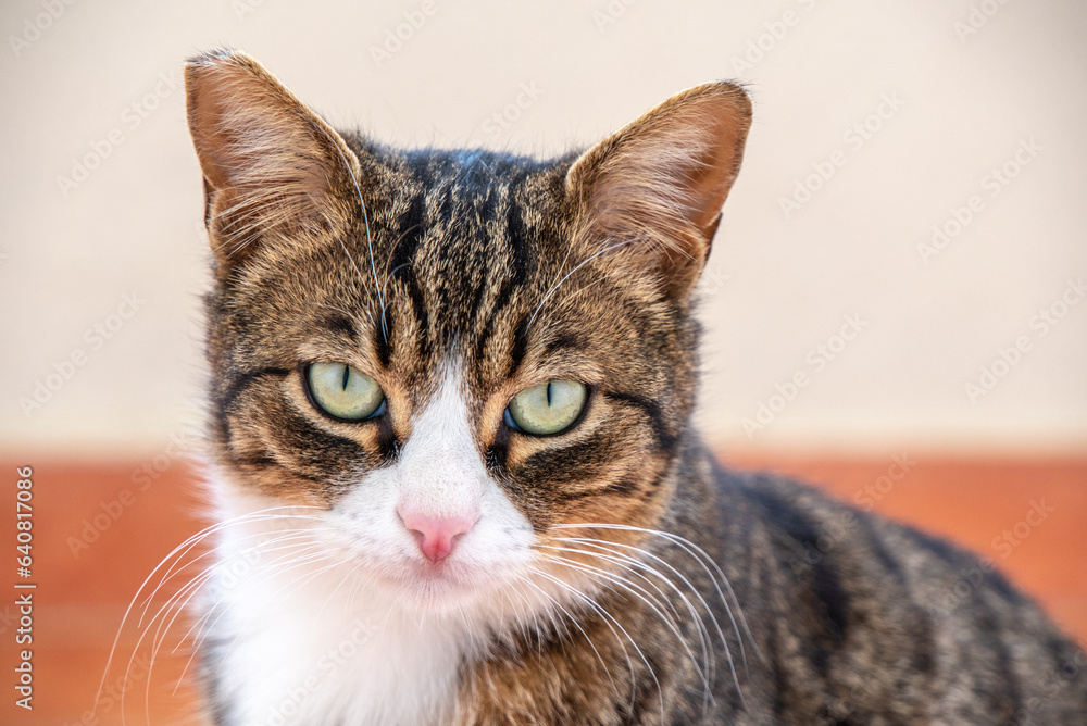 Gorgeous cat with a with an unusual color and smart look carefully looks frowningly