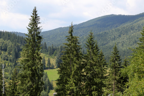 Green spruce on the mountains of the Carpathians, Ukraine