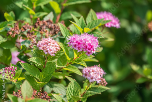 Flowers of Spiraea japonica double play pink, the Japanese meadowsweet, Japanese spiraea or Korean spiraea. It is a plant in the family Rosaceae.