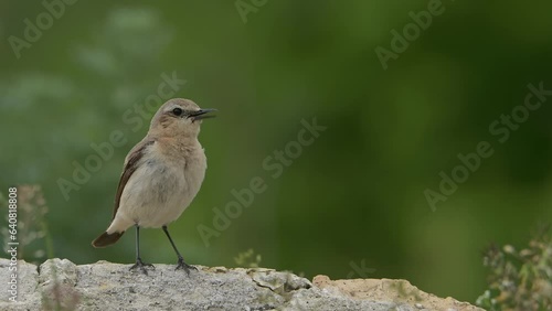 Bird Northern wheatear (Oenanthe oenanthe) singing on a stone, video with audio. 