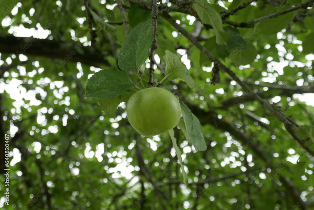 apples ripening in summer apples ripening in summer