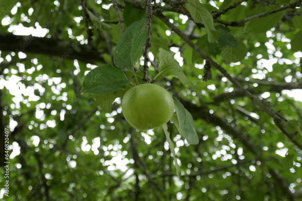 apples ripening in summer