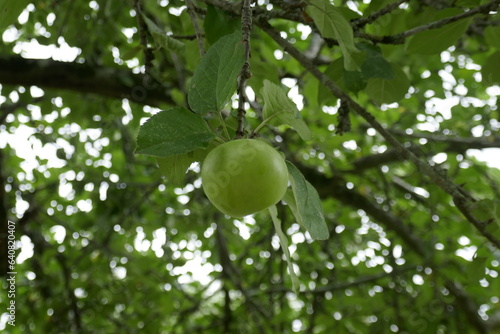 apples ripening in summer