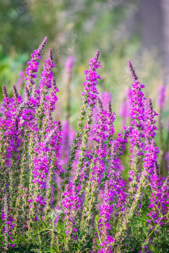 Summer Flowering Purple Loosestrife, Lythrum tomentosum on a green blured background.