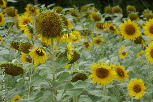 fields of sunflowers in summer