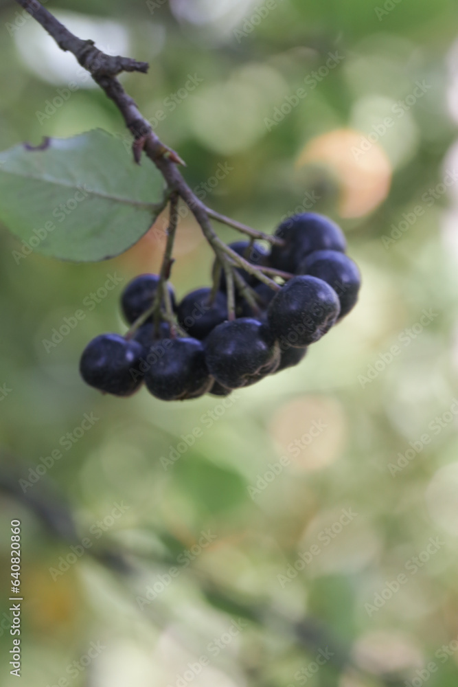Aronia berry bush - superfruit that boosts your body’s immune system to combat stress-related diseases, close up Aronia berry bush - superfruit that boosts your body’s immune system to combat stress-related diseases, close up