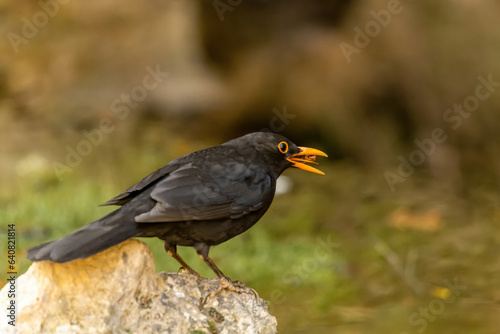 Common blackbird or Turdus merula, passerine bird of the Turdidae family.