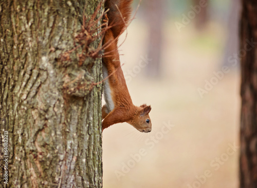 Autumn squirrel sits on a branch. Wild animal. © Ryzhkov Oleksandr