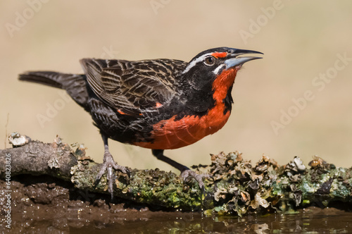 Long tailed Meadowlark, drinking in Pampas grassland environment, La Pampa Province, Patagonia, Argentina. photo