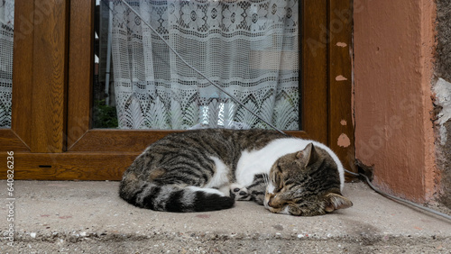 śpiący kot na parapecie, drewniana rama okna, zasłona z wzorami