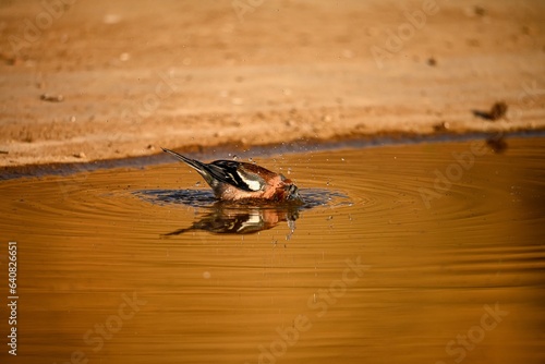 Chaffinch or Fringilla coelebs, reflected in the golden pool.