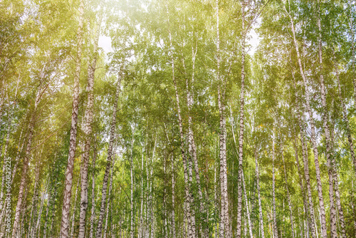 Beautiful sunny day in the forest. Summer or early autumn landscape with green birch trees.