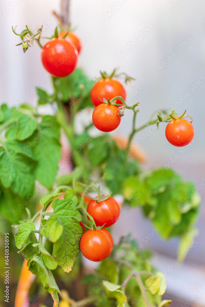 Beautiful red ripe heirloom tomatoes grown in a greenhouse. Gardening tomato photograph with copy space.