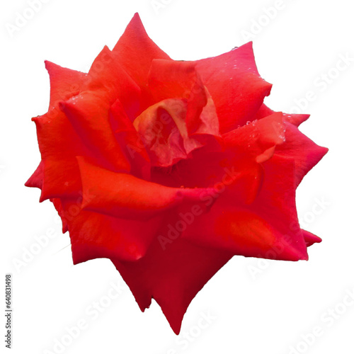 red rose from the garden, isolated object