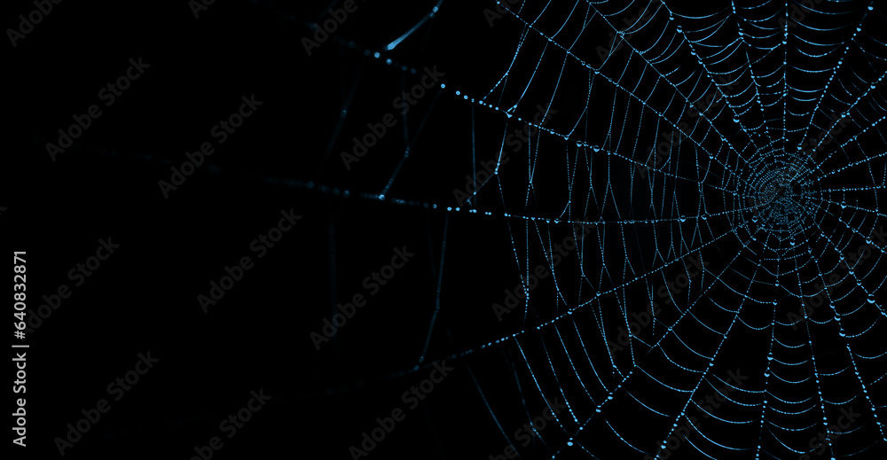 Fototapeta premium Blue Spider Web Against Black Background. Halloween Background