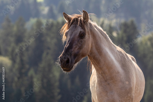 A young konik horse gelding on a pasture in summer outdoors