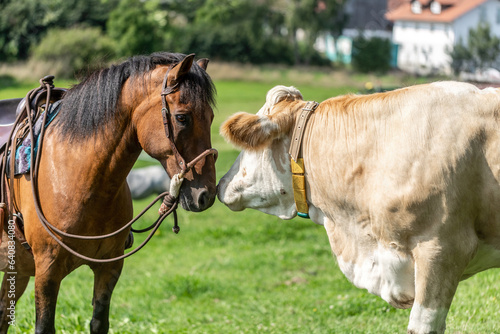 A cow and a horse are sniffing at each other