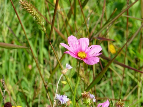 A pink wildflower in a field 