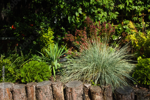 Helictotrichon or alpine oatgrass is a genus of perennial flowering plants in the grass family. photo