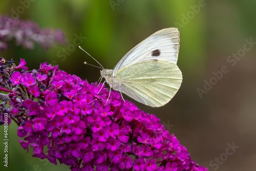 Φωτογραφία Close up of a cabbage white (pieris rapae) butterfly on a buddleja flower