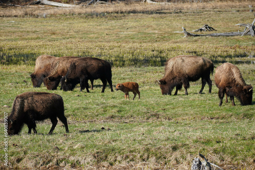 Bison calf grazing in Yellowstone national Park