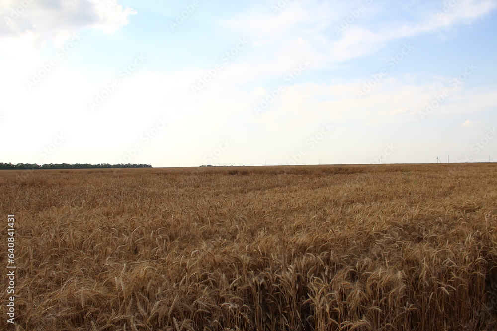 Wheat field in the evening